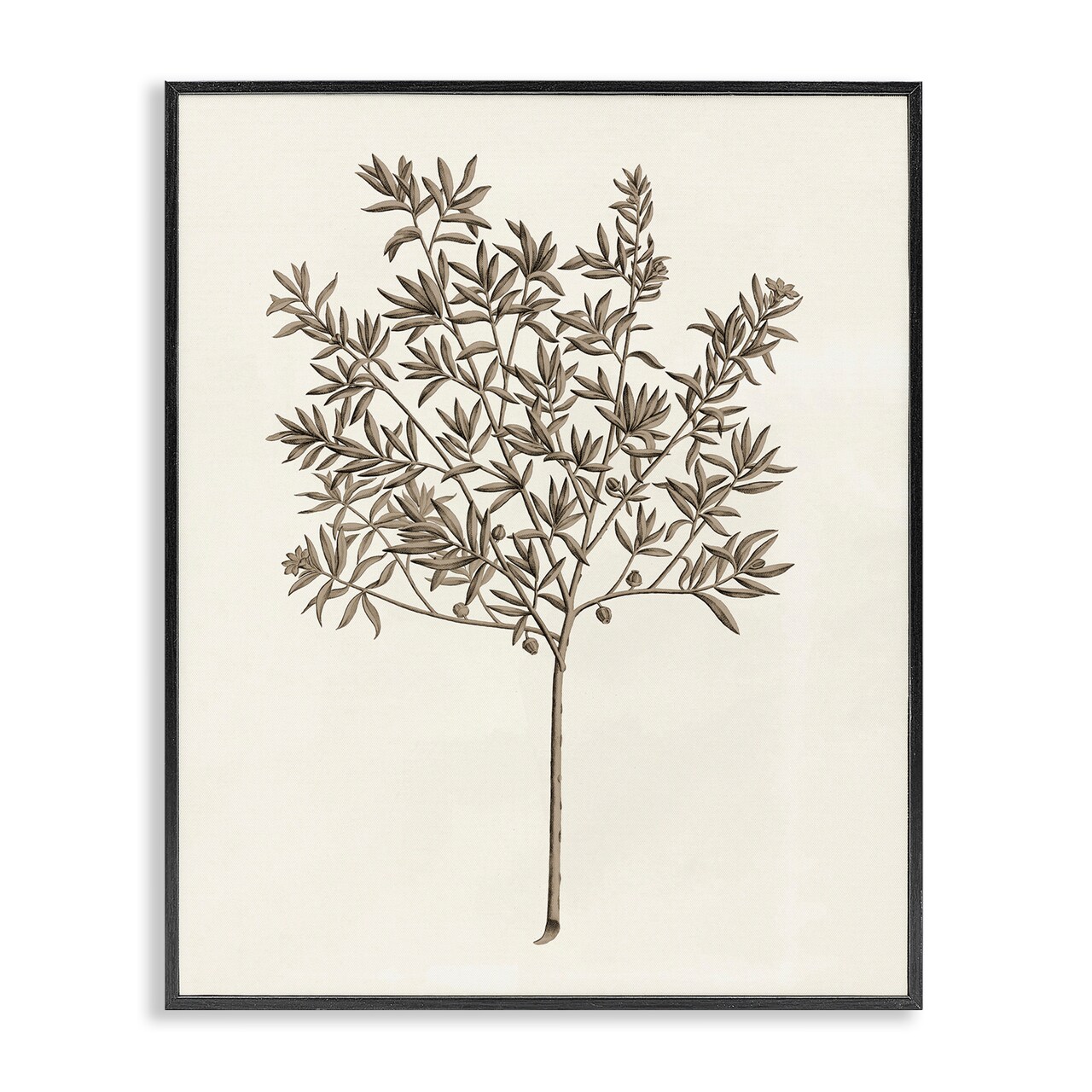 Stupell Industries Vintage Study of Olive Tree Framed Giclee Design by Phillipa Katz